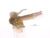 Afralebra melichari image