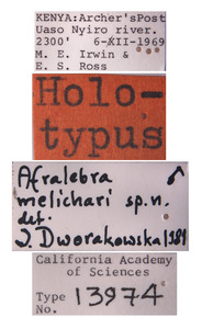 Afralebra melichari image