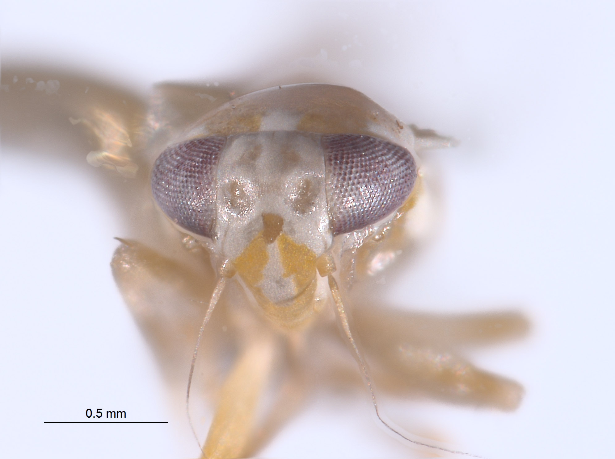 Amrasca crassistyla image