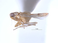 Amrasca crassistyla image