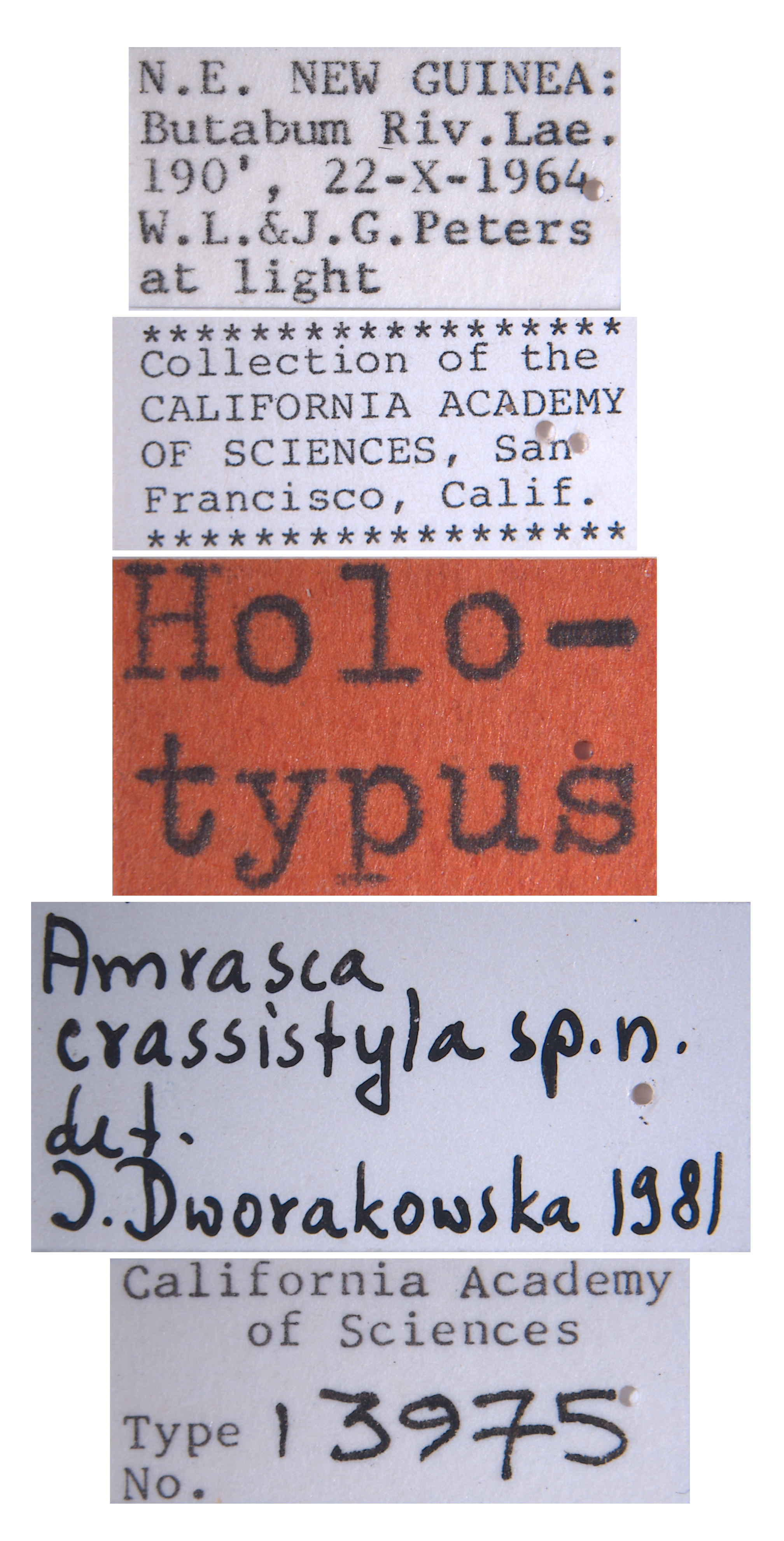 Amrasca crassistyla image