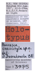 Amrasca crassistyla image