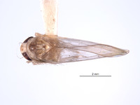 Amrasca papuaska image