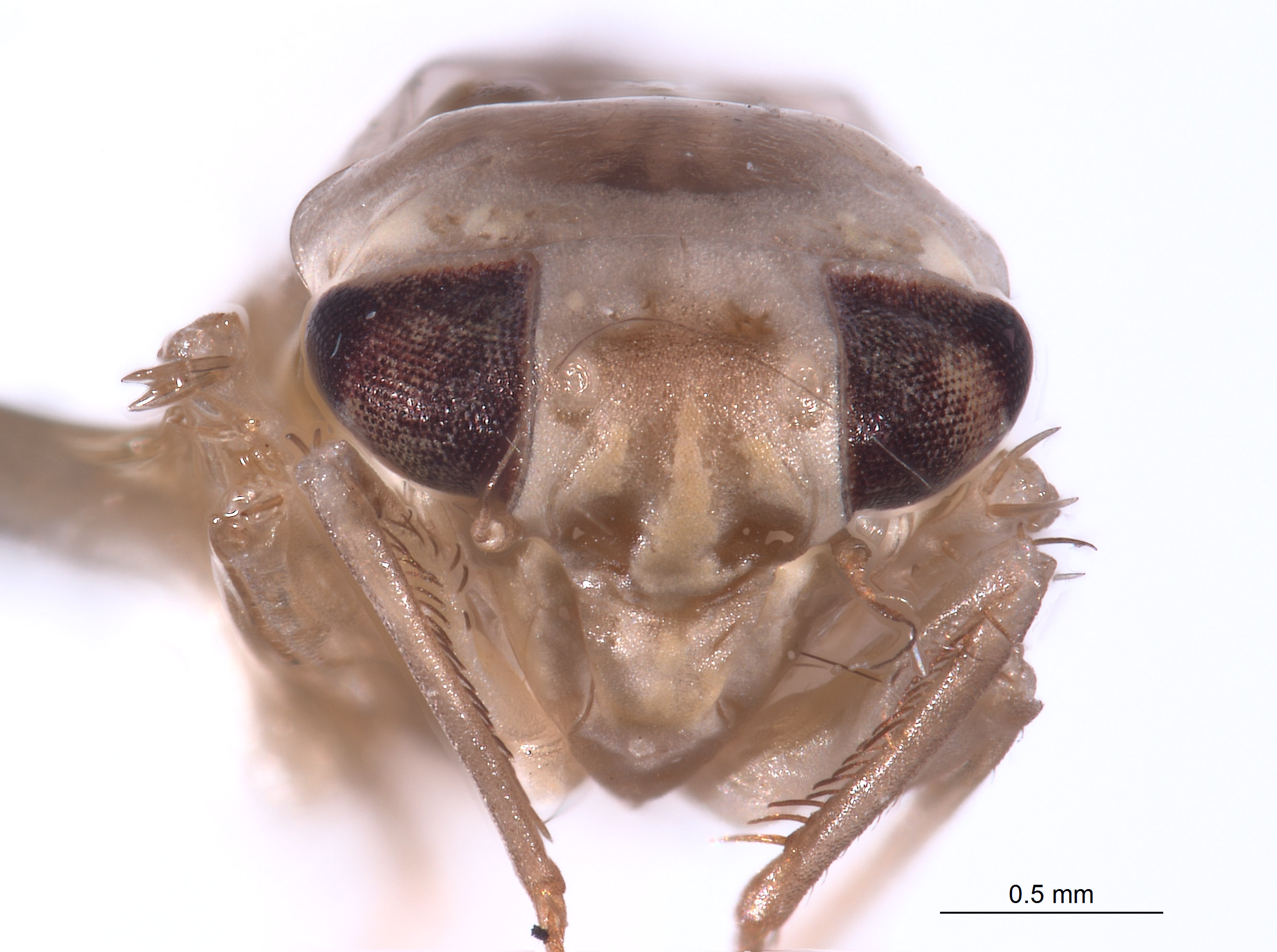 Amrasca papuaska image