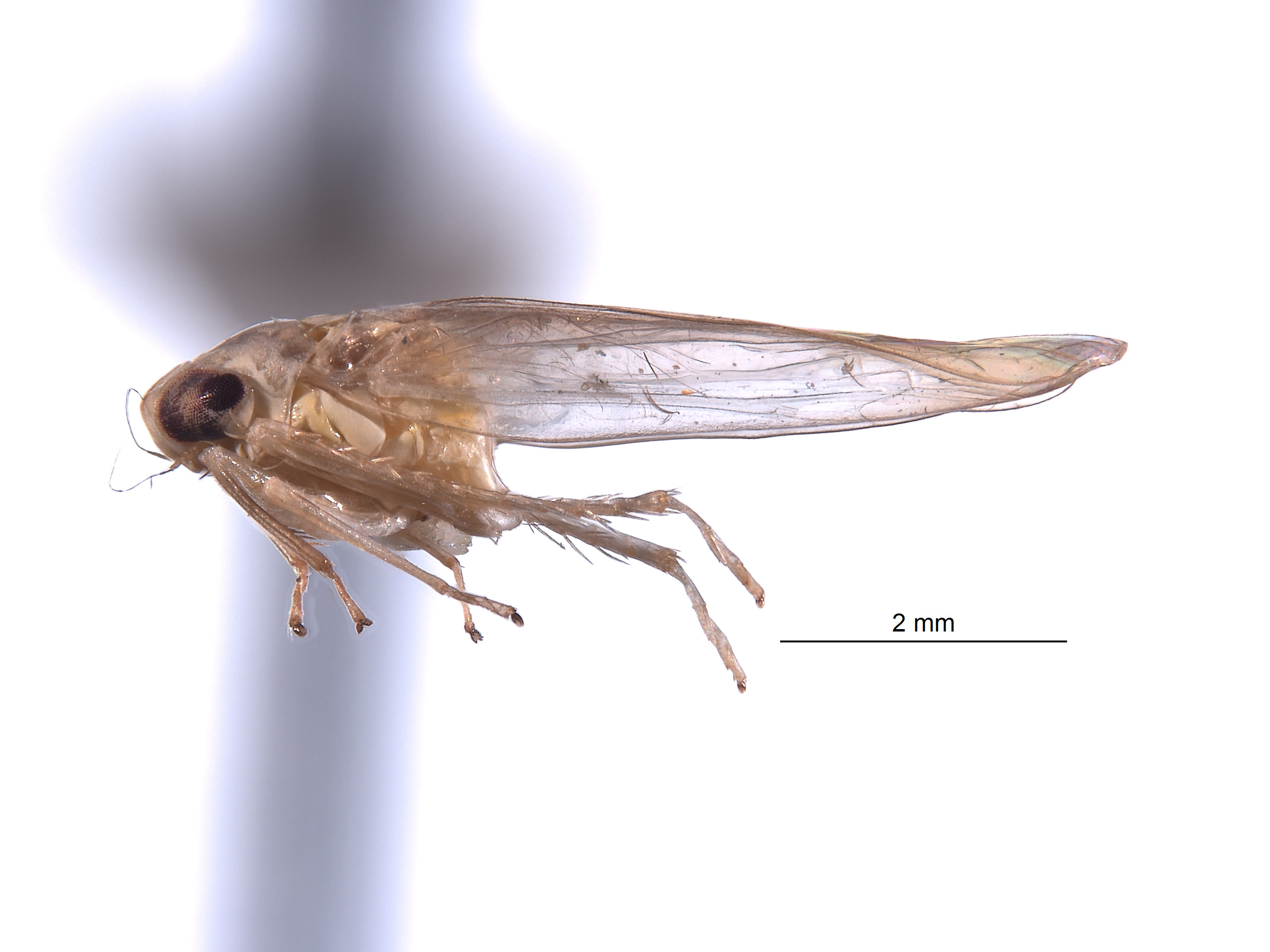 Amrasca papuaska image