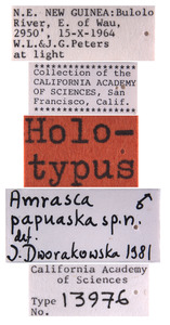 Amrasca papuaska image