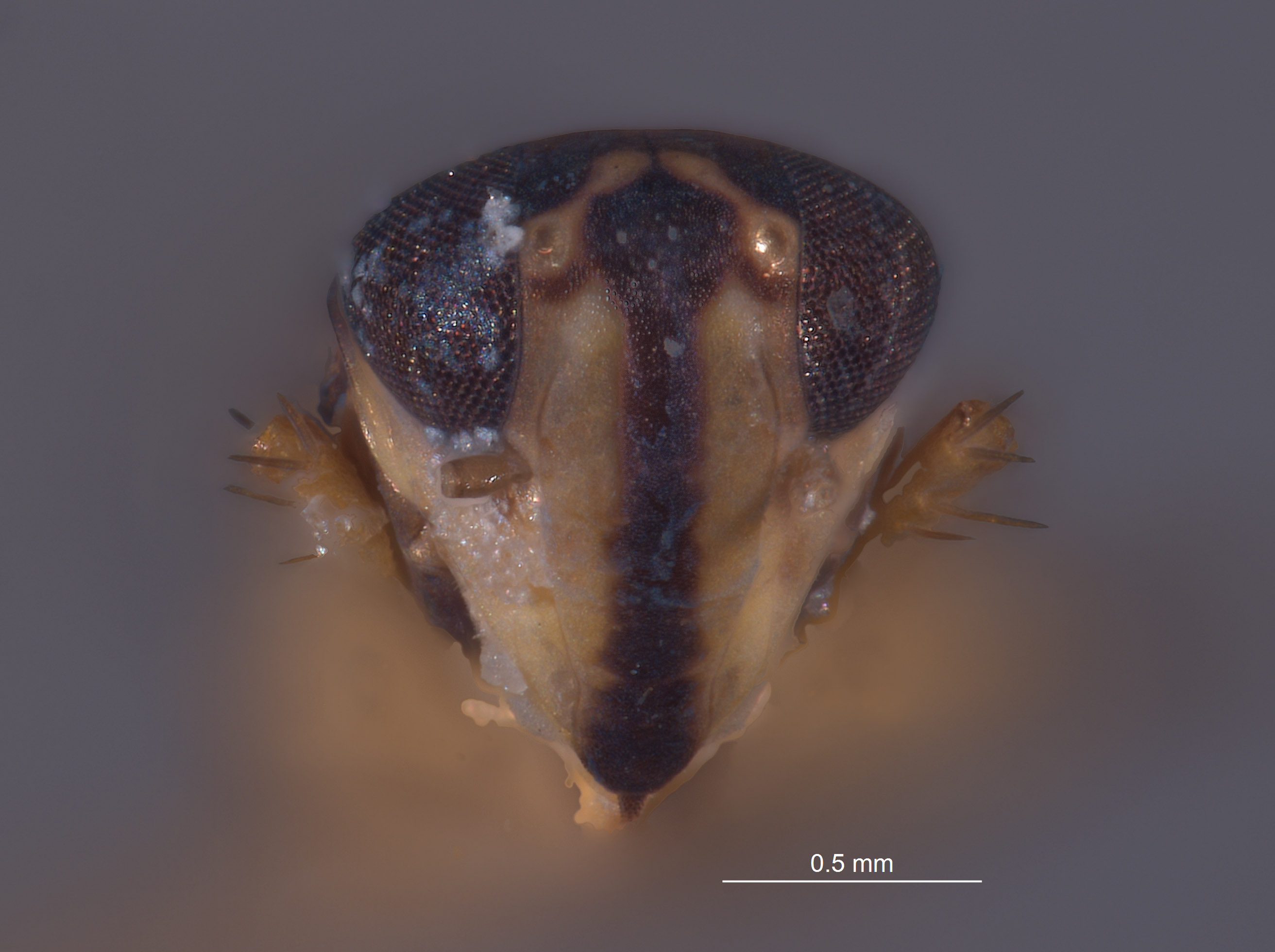 Dunioa gratiosa image