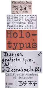 Dunioa gratiosa image