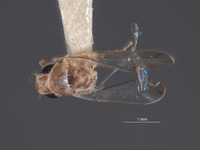 Dziwneono alfa image