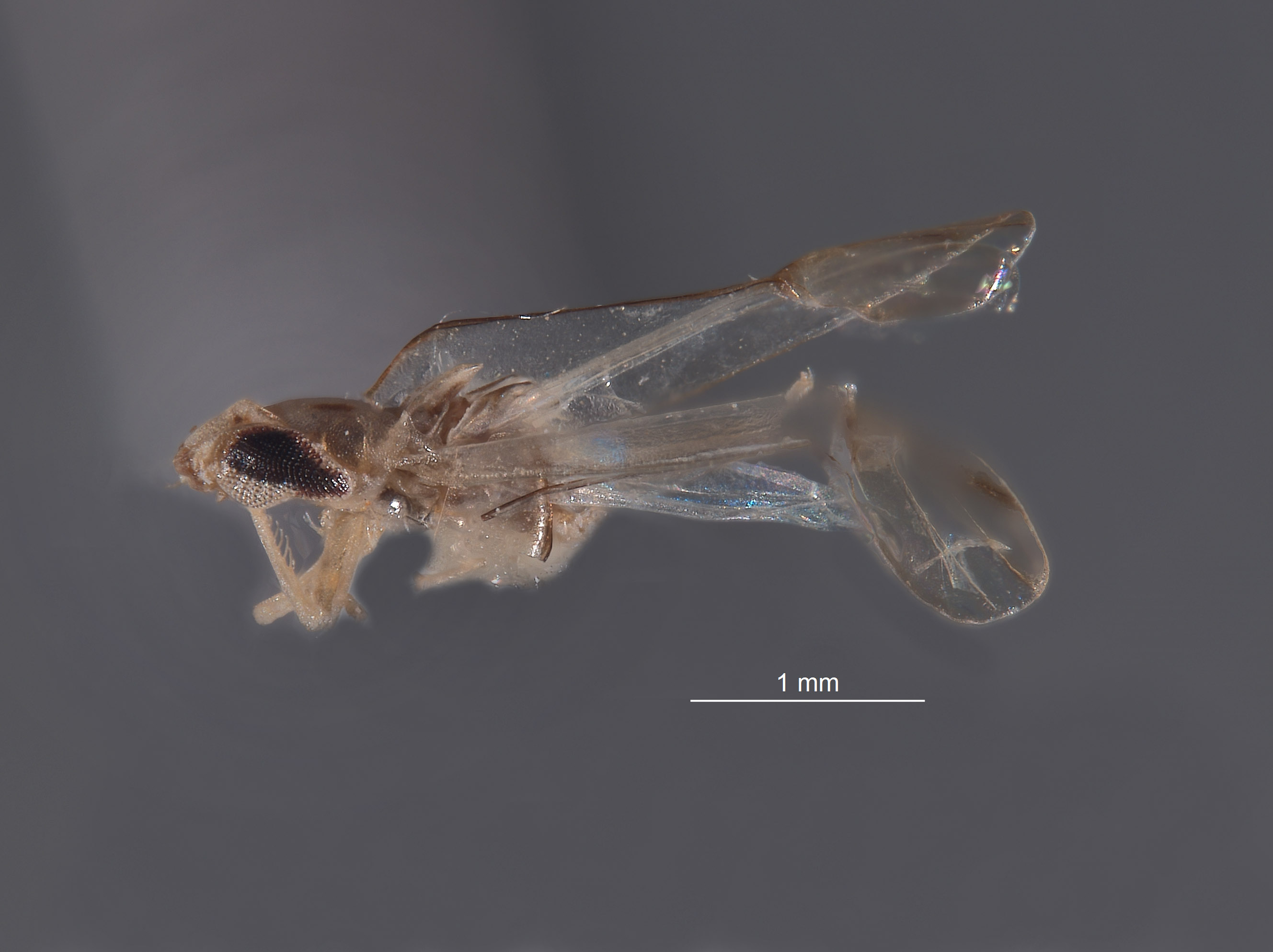 Dziwneono alfa image