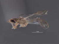 Dziwneono alfa image