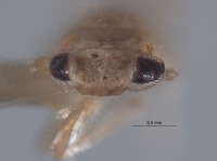 Dziwneono sagittata image