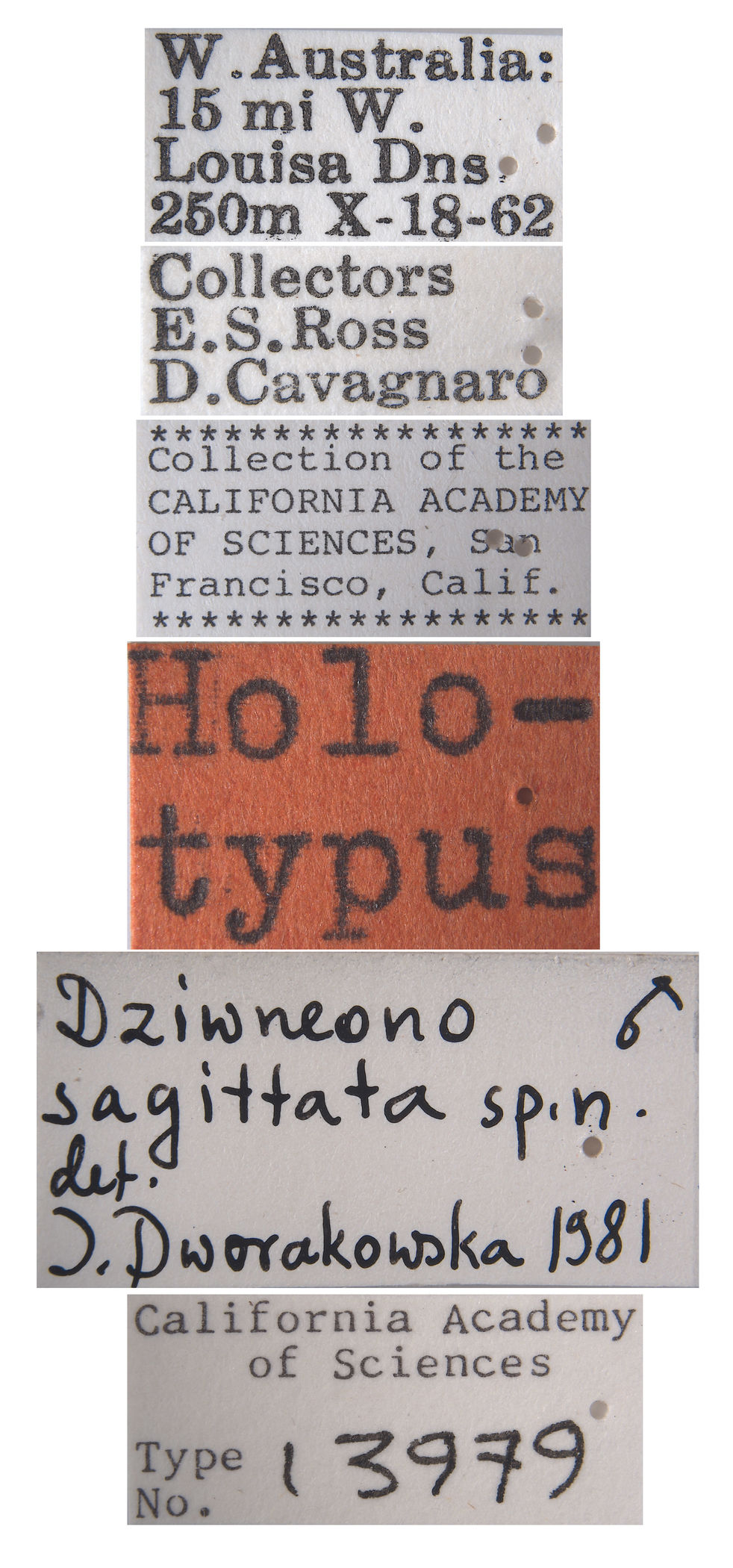 Dziwneono sagittata image