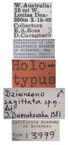 Dziwneono sagittata image