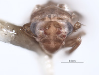 Empoascanara defecta image