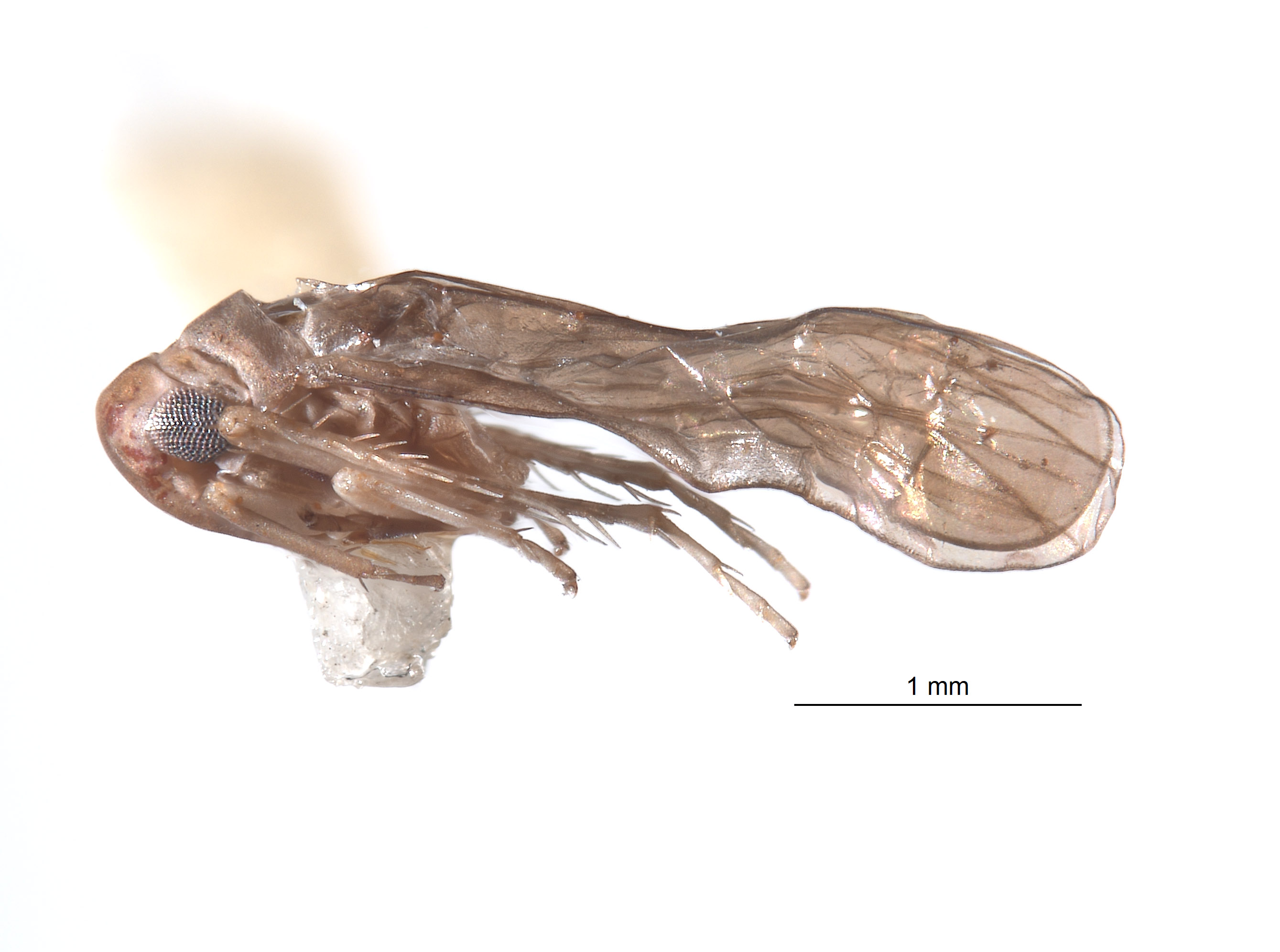 Empoascanara defecta image