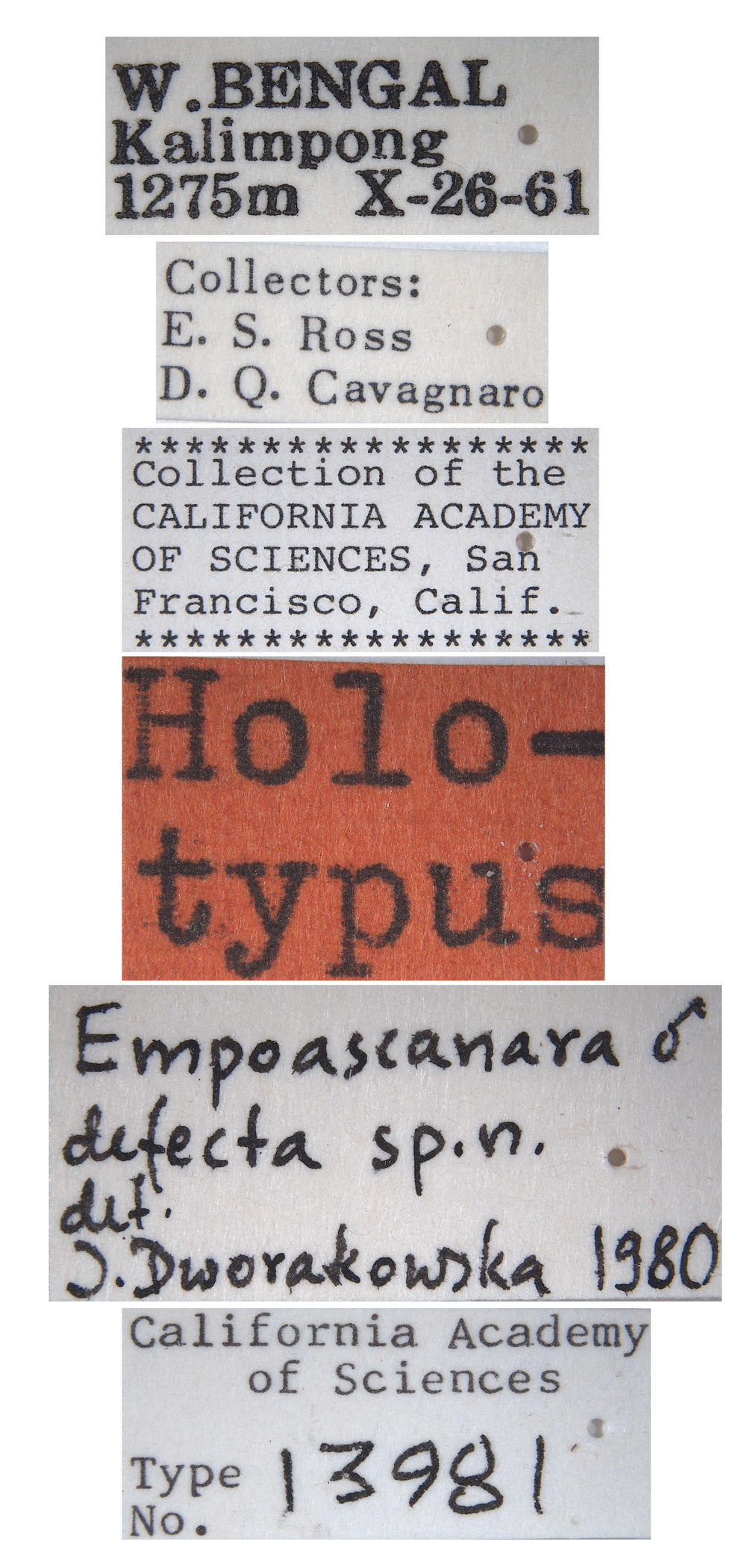 Empoascanara defecta image