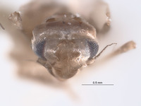 Empoascanara distincta image