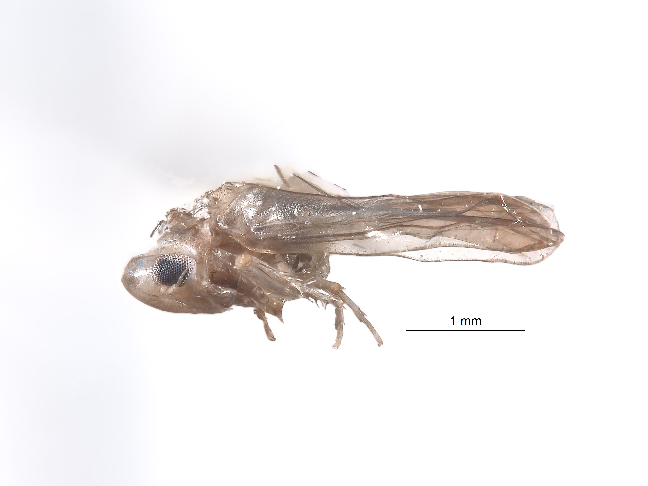 Empoascanara distincta image