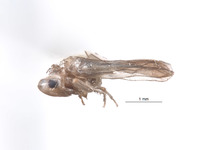 Empoascanara distincta image