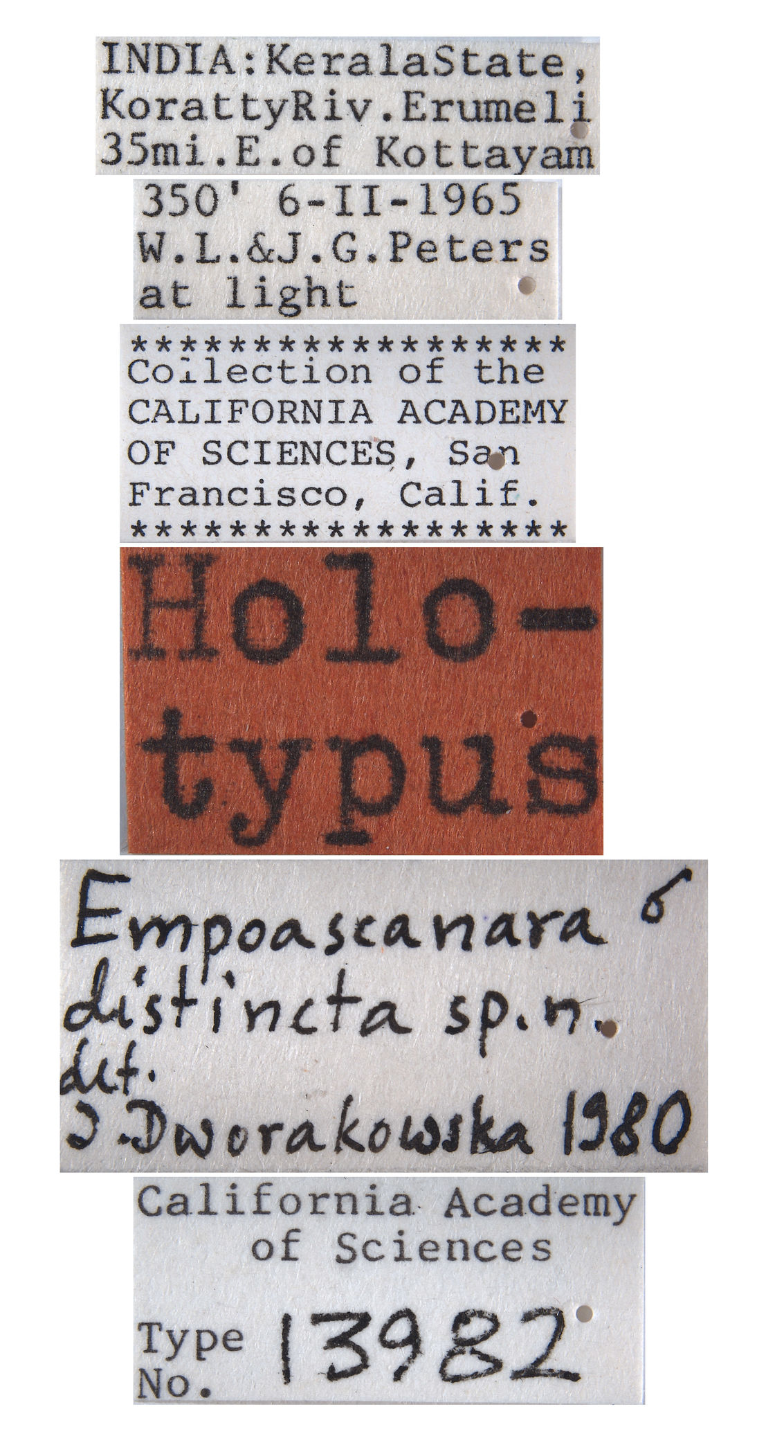 Empoascanara distincta image