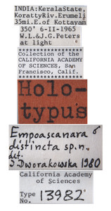 Empoascanara distincta image