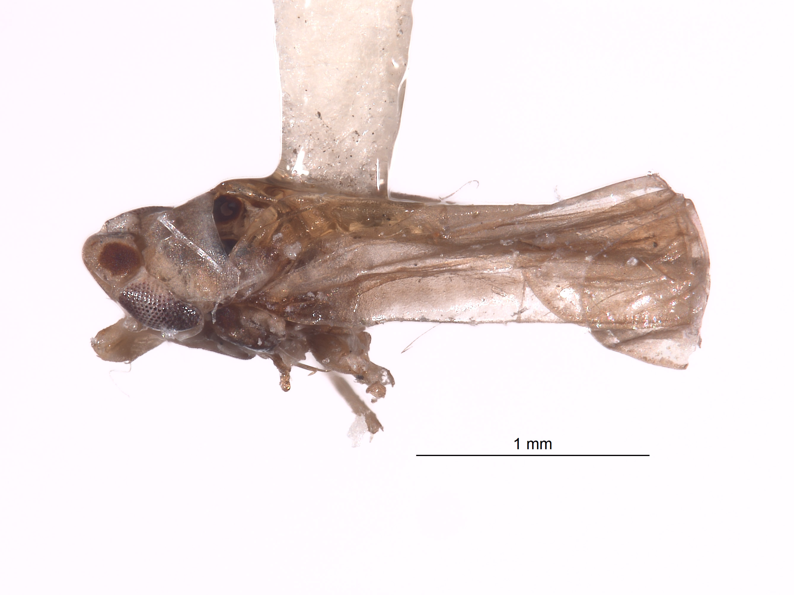 Empoascanara peregrina image