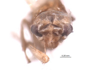 Empoascanara peregrina image