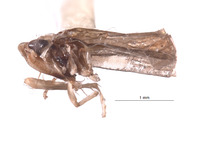 Empoascanara peregrina image