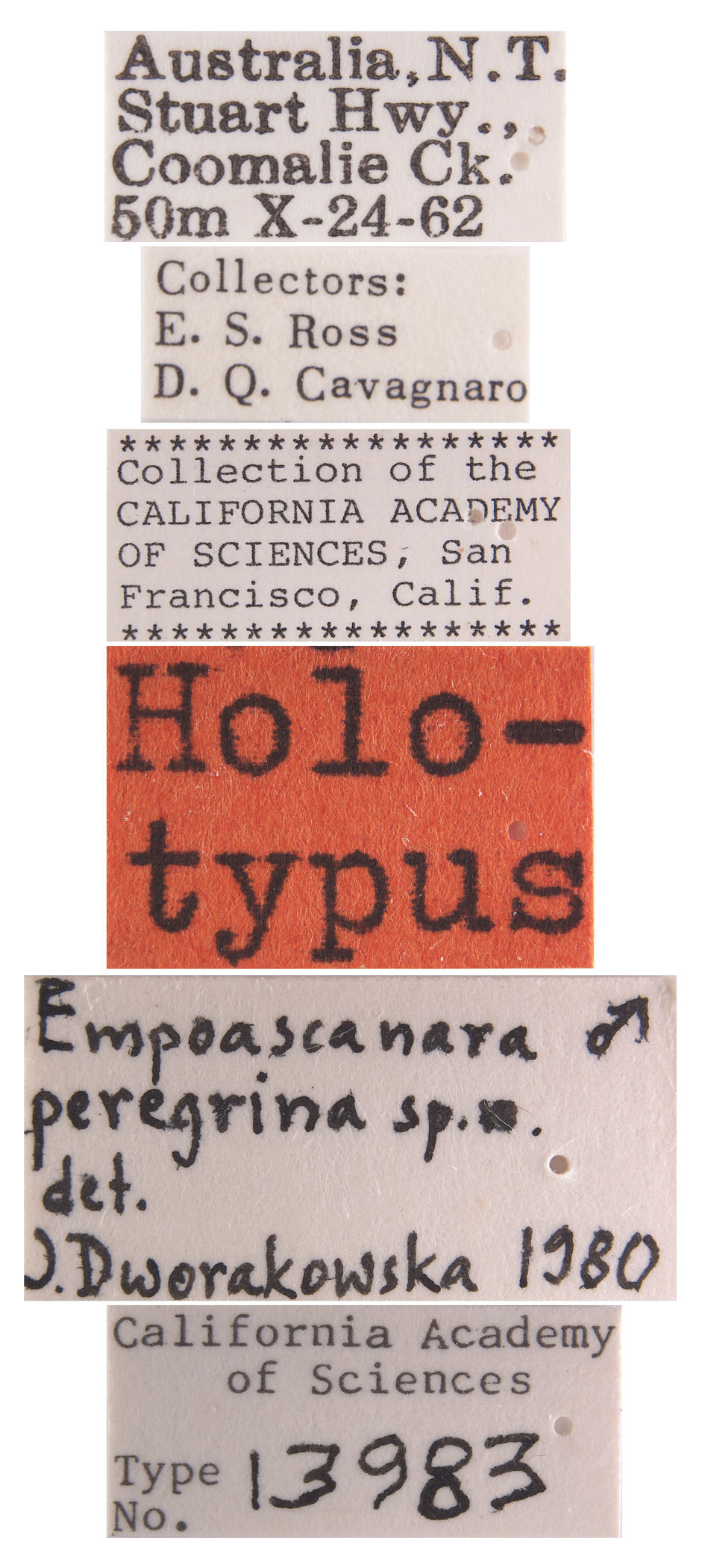 Empoascanara peregrina image