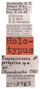 Empoascanara peregrina image