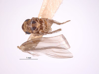 Image of Empoascanara sipra