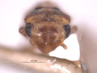 Empoascanara sipra image