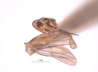 Empoascanara sipra image