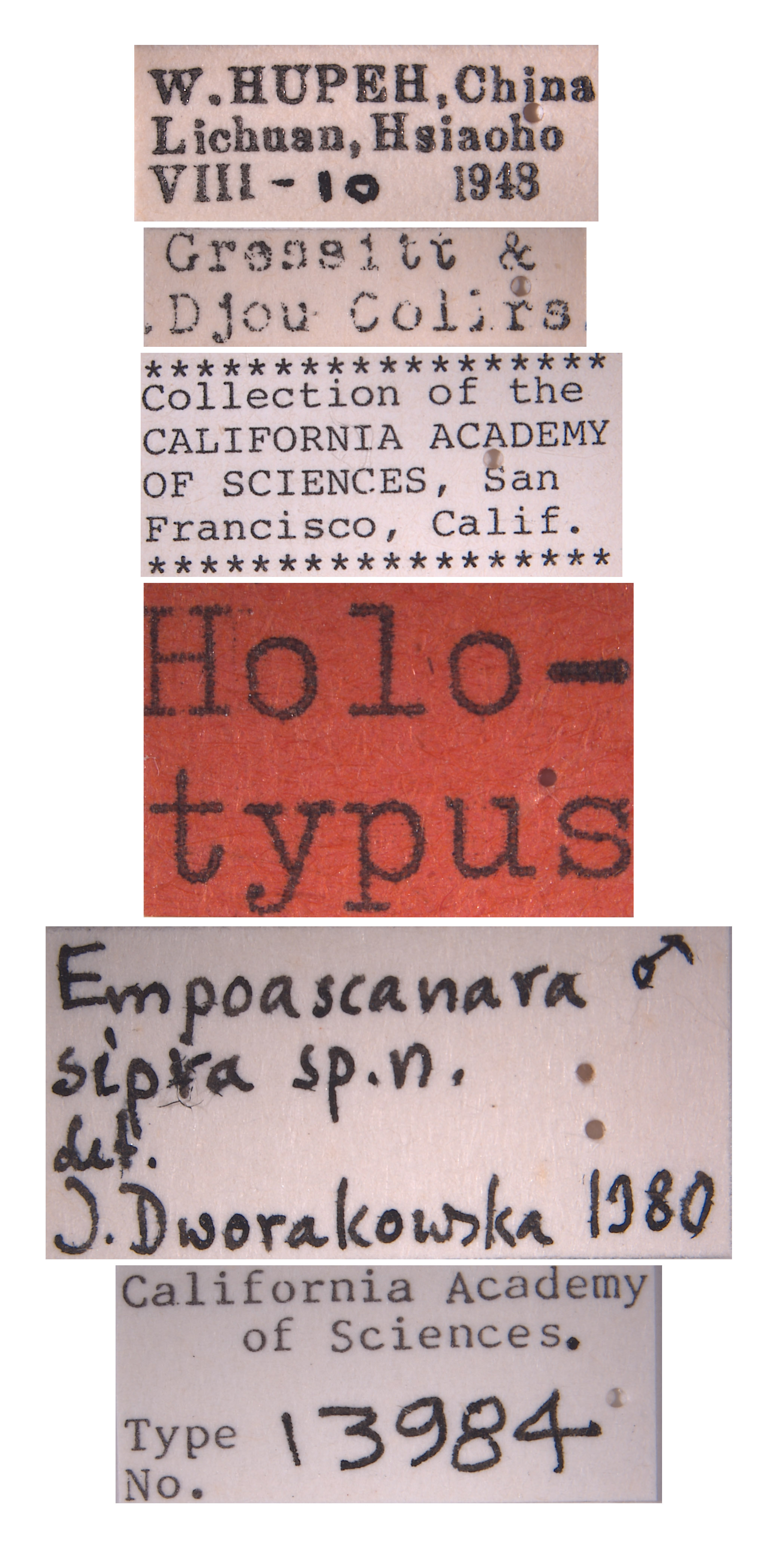 Empoascanara sipra image