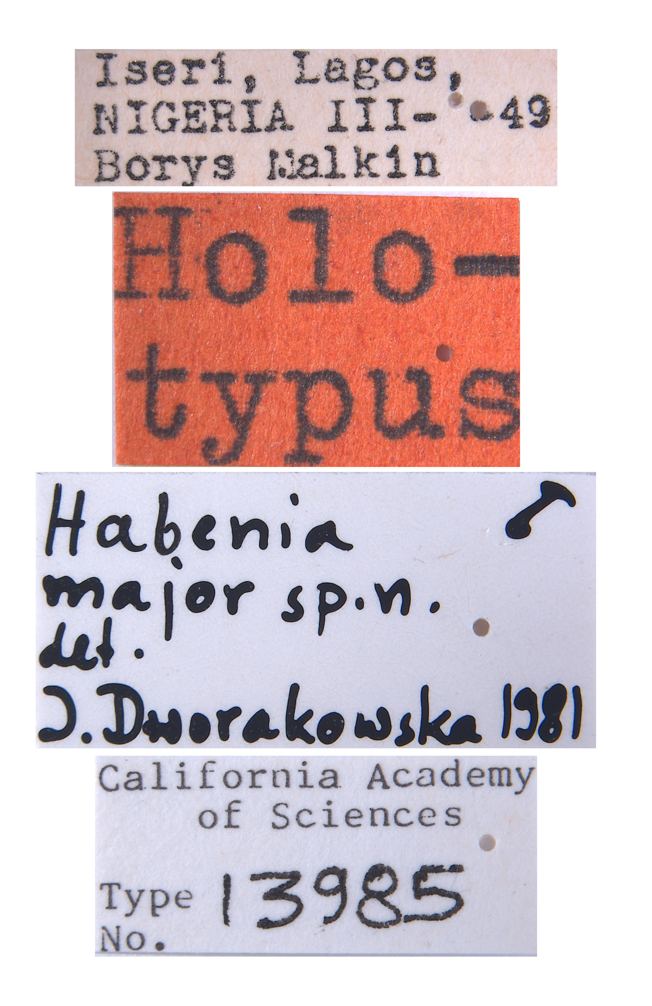 Habenia major image