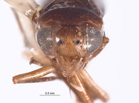 Habenia minor image