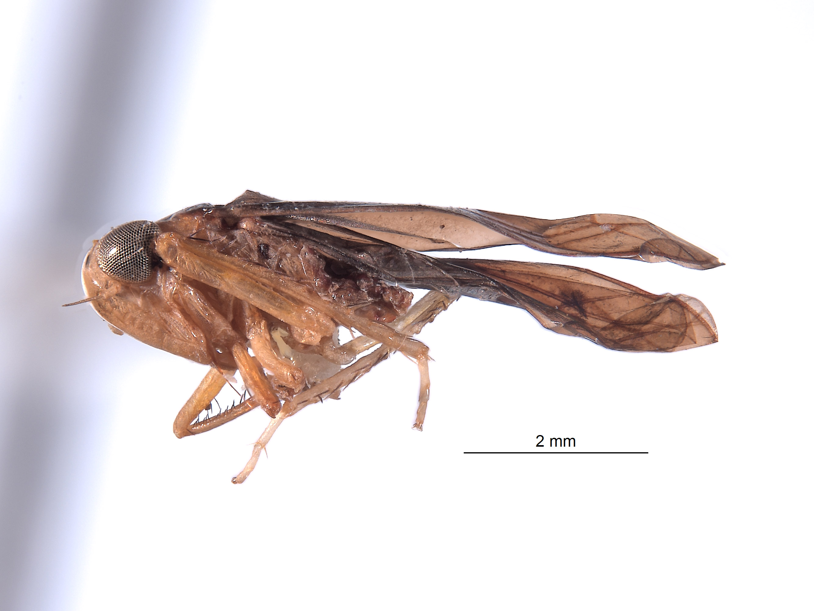 Habenia image