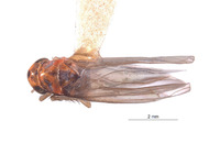 Image of Ishiharella iochoui