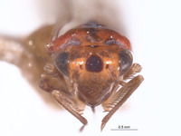 Ishiharella iochoui image