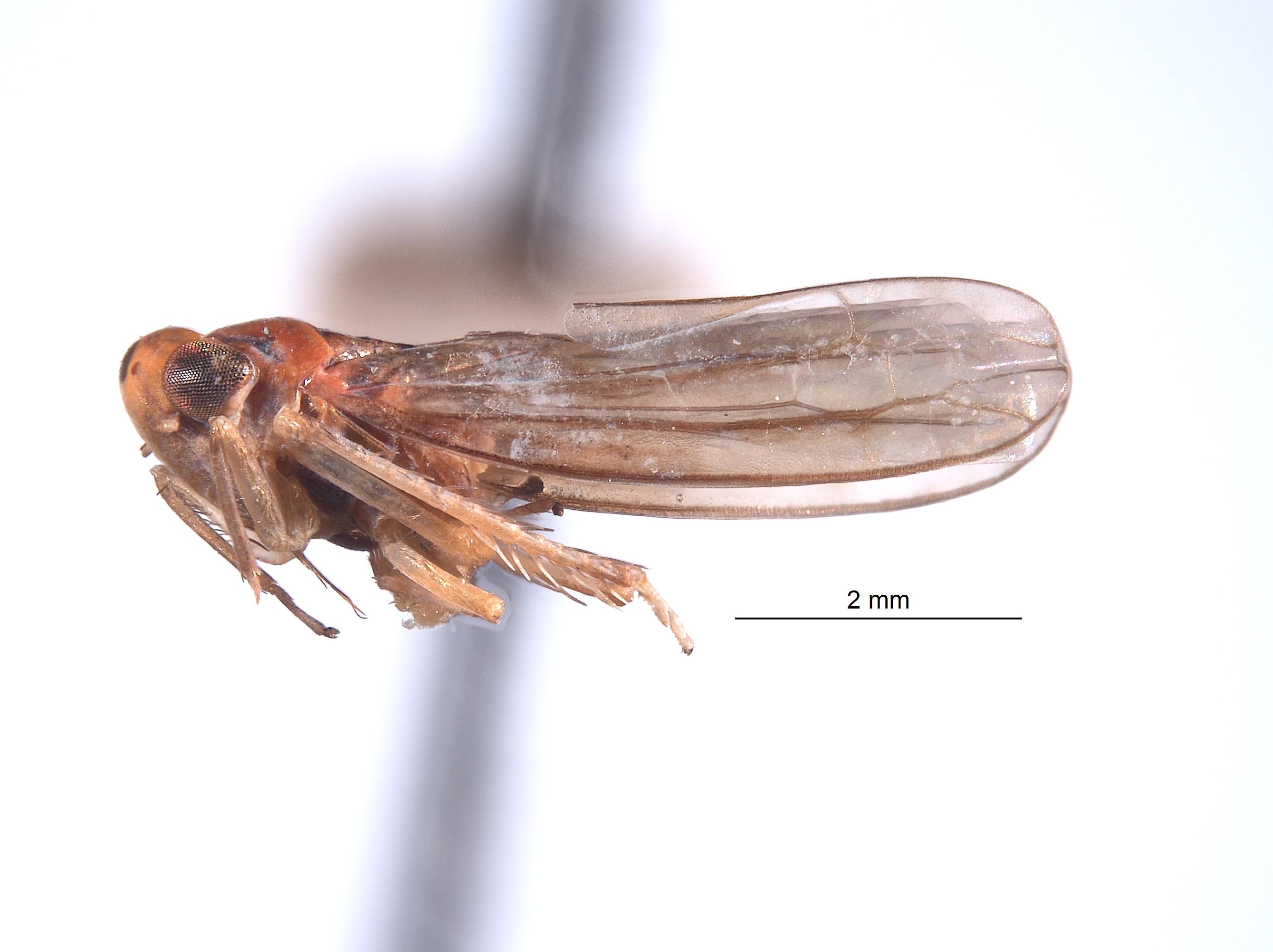 Ishiharella iochoui image