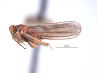 Ishiharella iochoui image