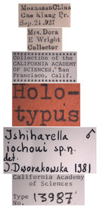 Ishiharella iochoui image