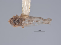 Image of Limassolla signata