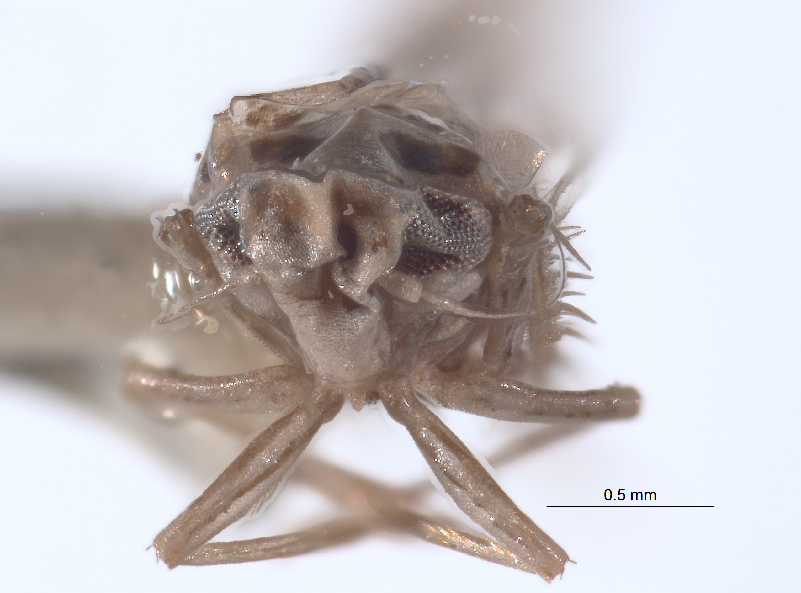 Limassolla signata image