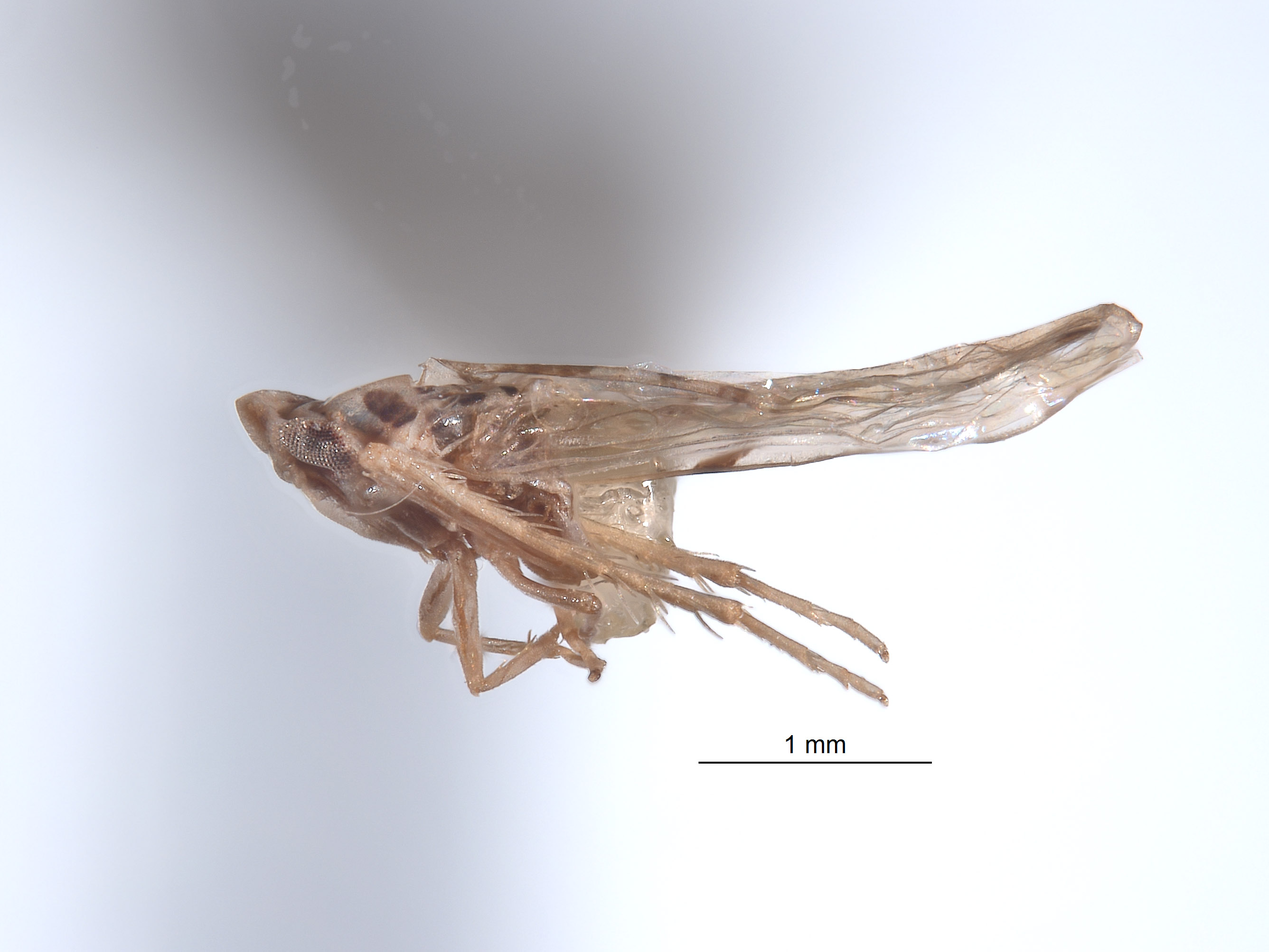 Limassolla signata image