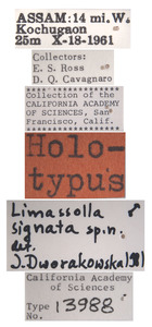 Limassolla signata image