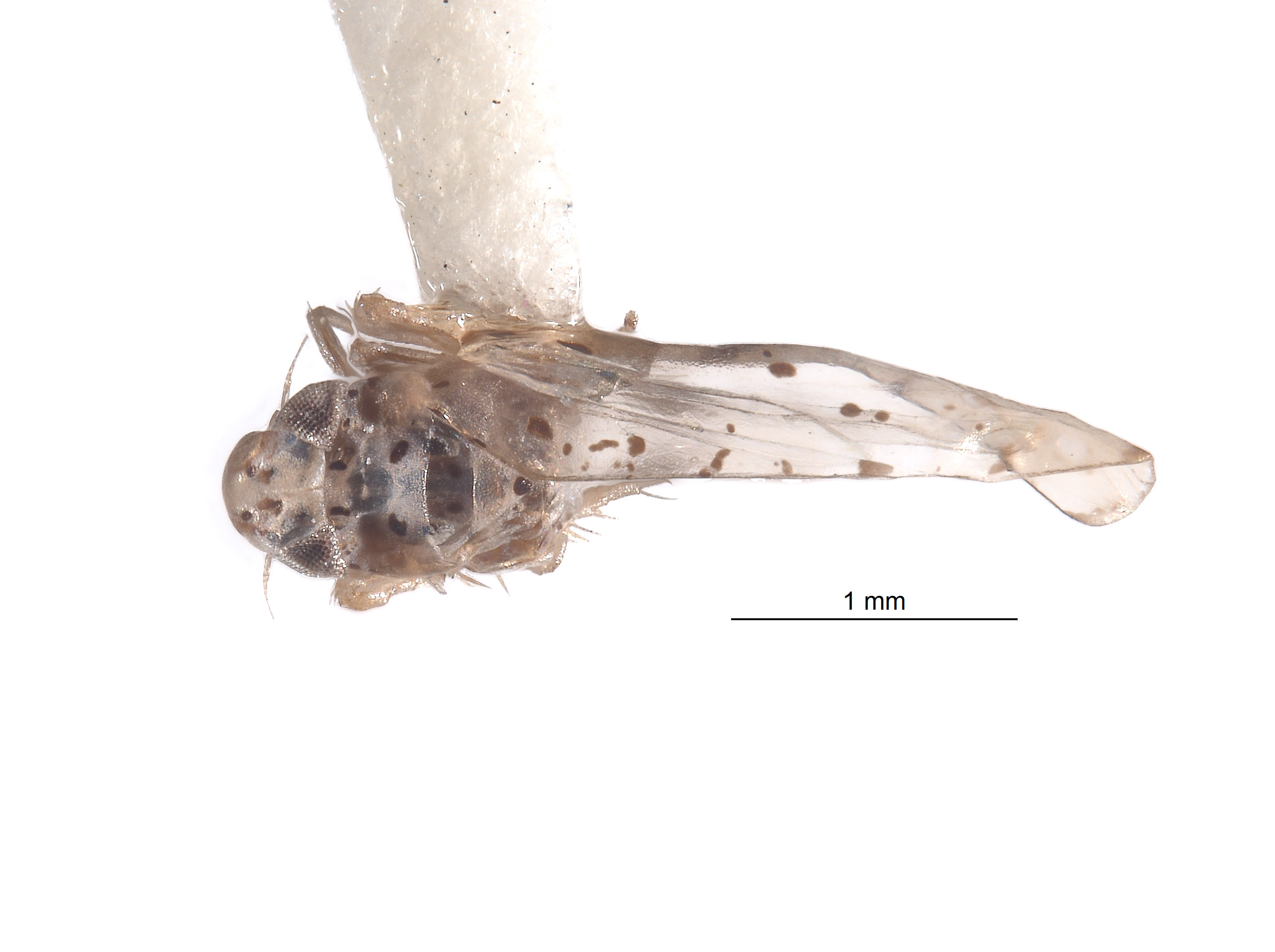 Limassolla ushae image