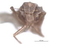 Limassolla ushae image