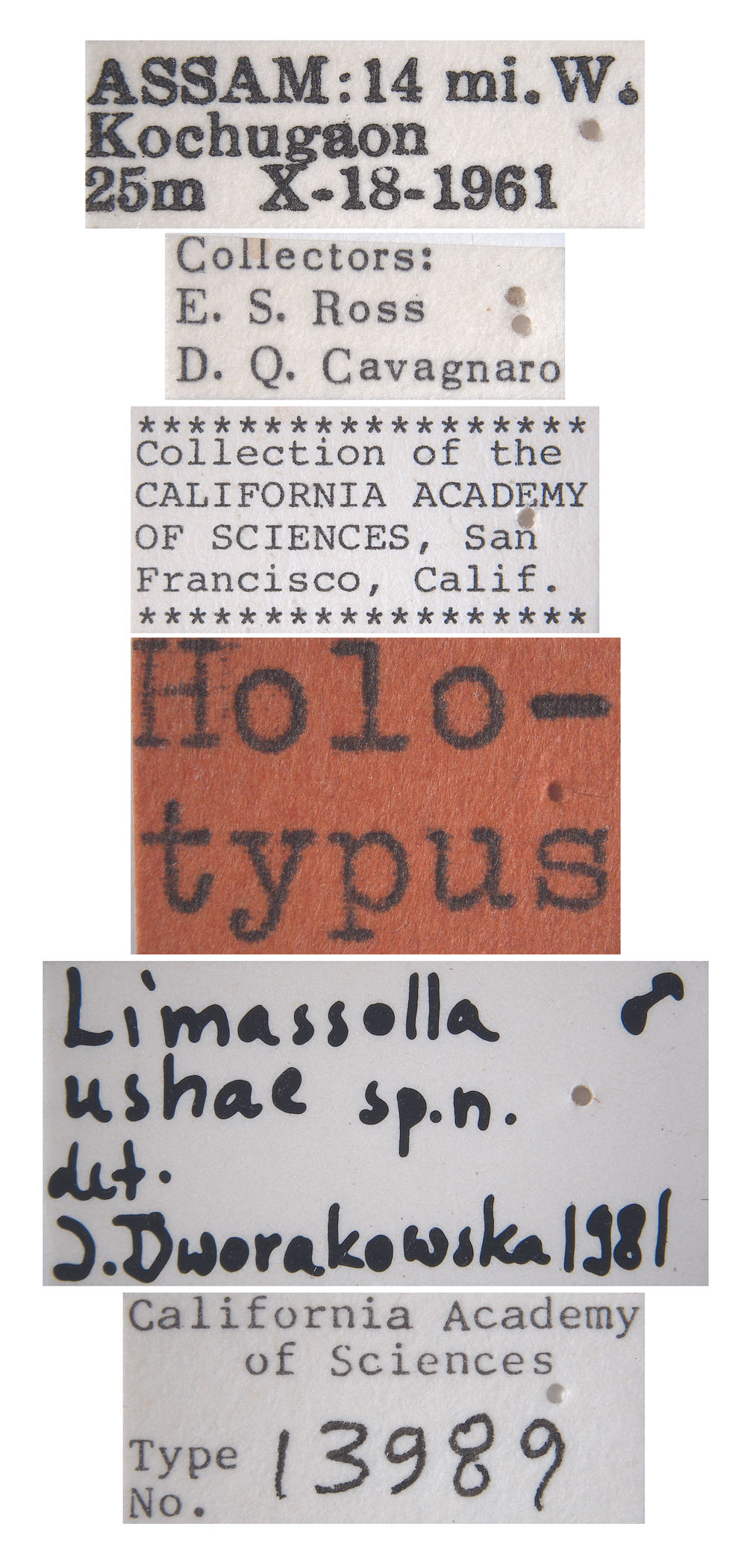 Limassolla ushae image